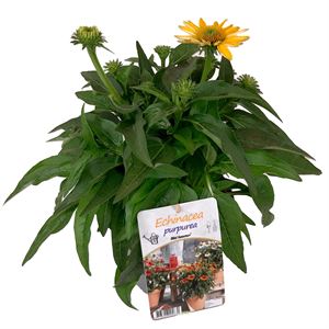 Bild von VP Echinacea P19 knop Sombrero Lemon Yellow